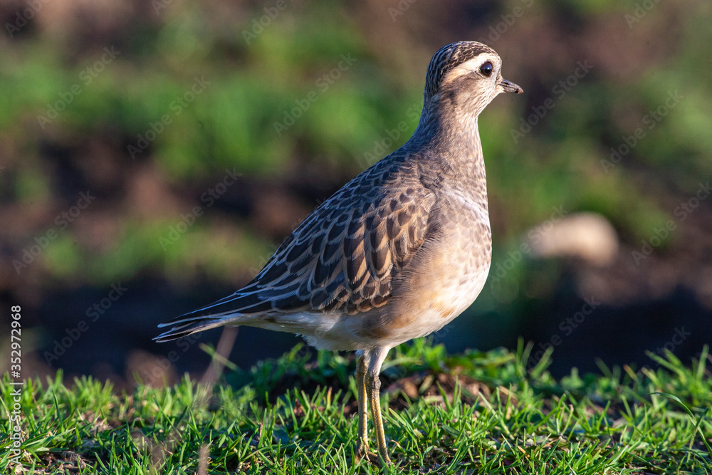 Eurasian Dotterel (Charadrius morinellus) bird in the natural habitat. Eurasian Dotterel (Charadrius morinellus) bird in the natural habitat.