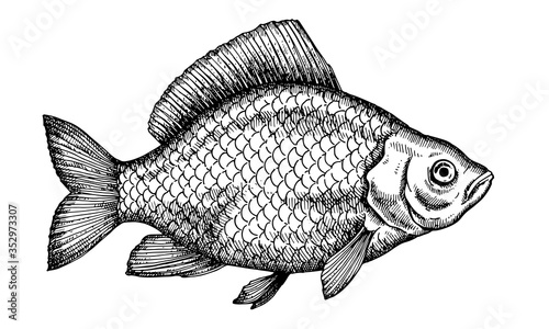 Hand drawn Fish vector illustration
