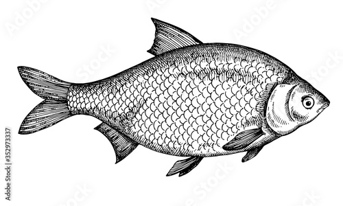 Hand drawn Fish vector illustration