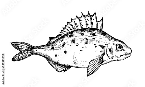 Hand drawn Fish vector illustration