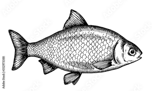 Hand drawn Fish vector illustration