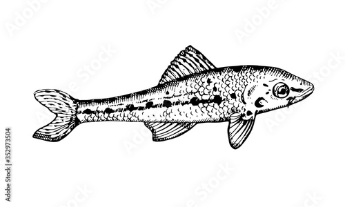 Hand drawn vector Fish. Black and white illustration