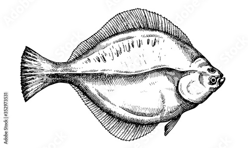 Fotografie, Tablou Hand drawn vector Fish. Black and white illustration