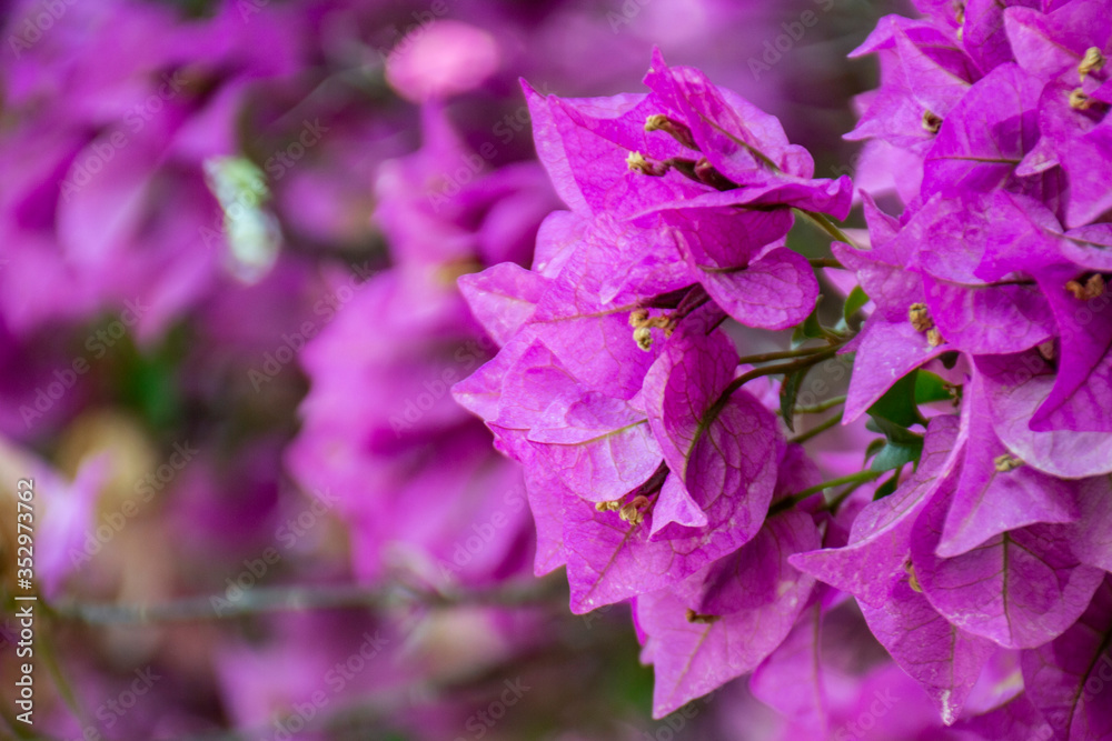 Pink bougainvillea close-up, with copy space