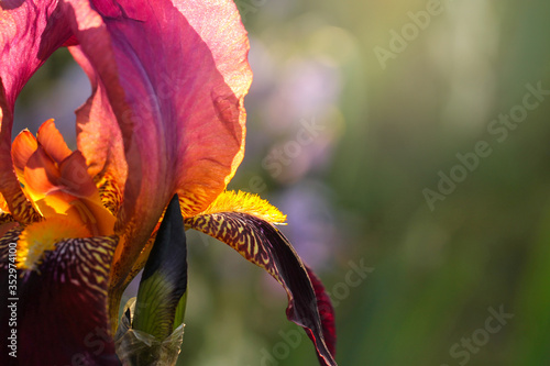 The beautiful pink iris in the sunlight. Springtime.