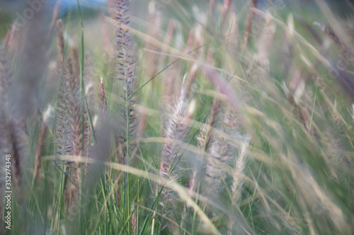 Pennisetum Rubrum purple fountain grass close-up plumes