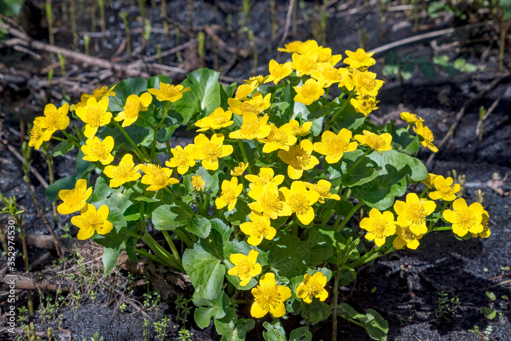 Flowering plant the marsh Marigold yellow flowers in spring.