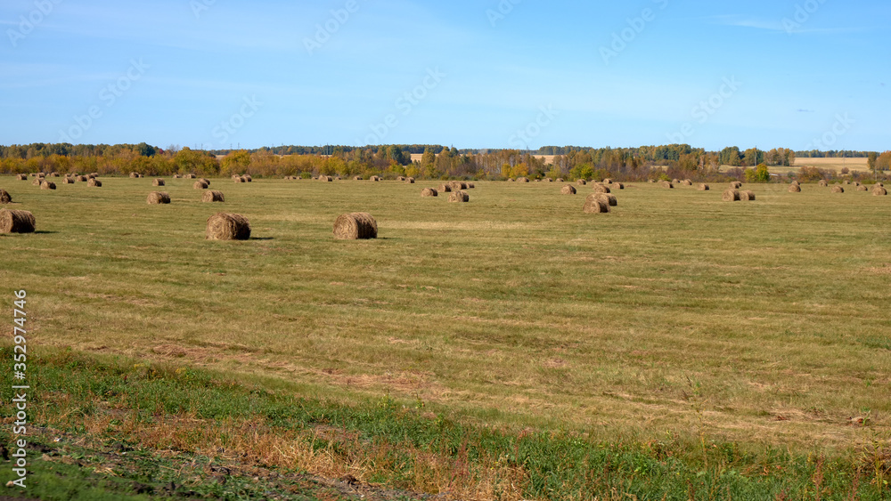 hay bales in the field