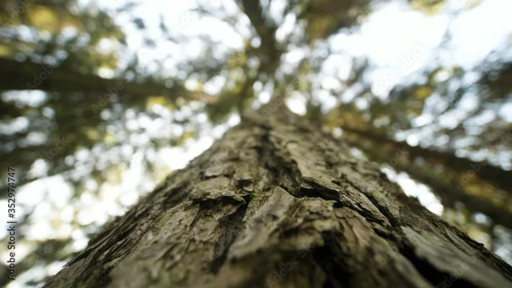POV motion looking up from eyes of animal on trunk of the tree from bottom to top POV motion looking up from eyes of animal on trunk of the tree from bottom to top