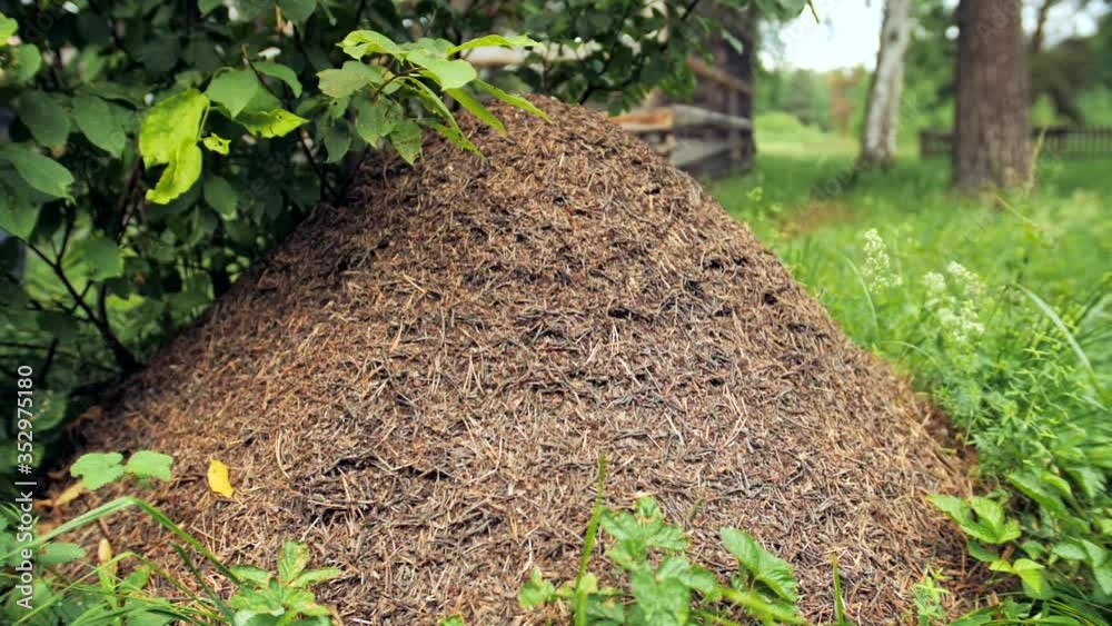 Anthill Insect Ants close up. Large anthill in the forest. The family of ants works in ...