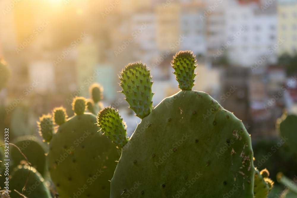 La luz del sol al atardecer ilumina un cactus en un jardin de ciudad. Edificios desenfocados en segundo plano La luz del sol al atardecer ilumina un cactus en un jardin de ciudad. Edificios desenfocados en segundo plano