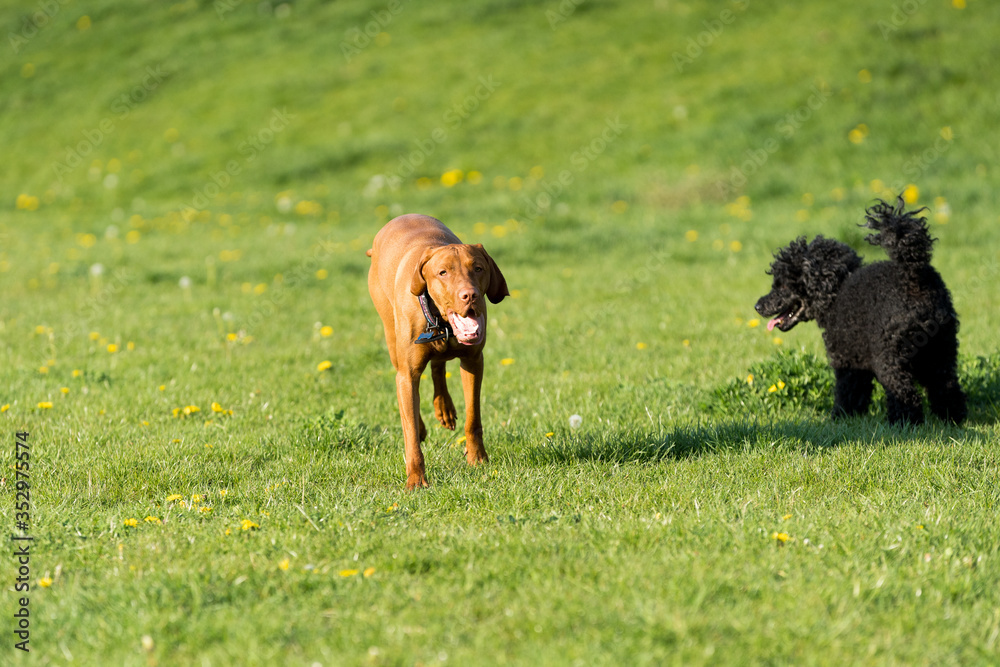 Two dogs play together on a green meadow, one is a poodle and the other is a Hungarian pointer Two dogs play together on a green meadow, one is a poodle and the other is a Hungarian pointer