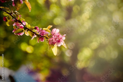new spring © shweta