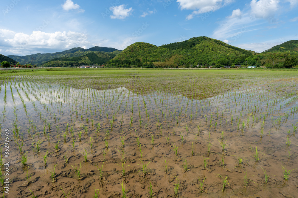 Obraz premium 日本の水田