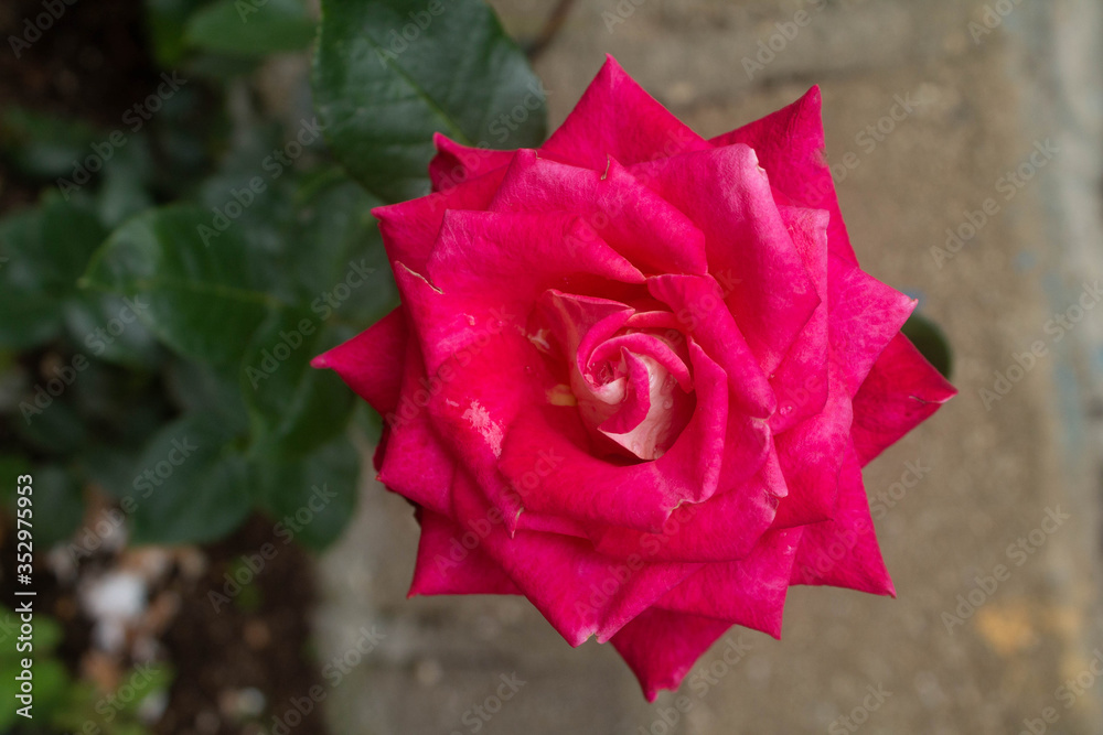 Colombian rose in the western mountain range after a strong storm shows its wilts, Jardin, Antioquia, Colombia. Colombian rose in the western mountain range after a strong storm shows its wilts, Jardin, Antioquia, Colombia.