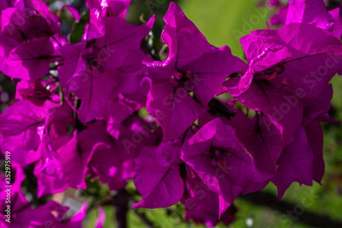 Beautiful purple flowers of recently bloomed curacao tree, Jardin, Antioquia, Colombia.