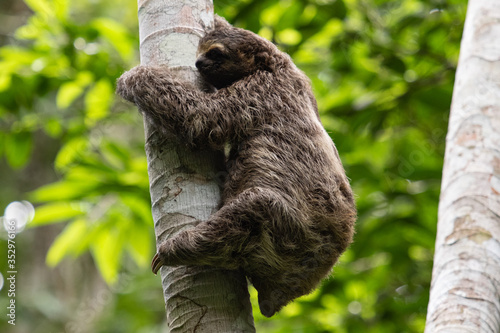 Sloth climbing tree photo