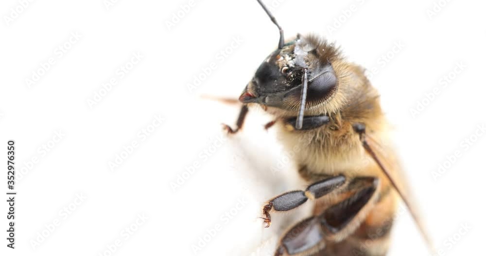 Bee after the rain on a white background, washes and cleans his body. Macro video.