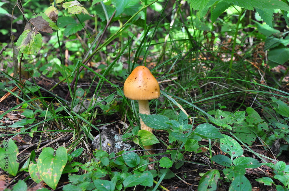 A little honey mushroom with a bright orange hat in the grass A little honey mushroom with a bright orange hat in the grass