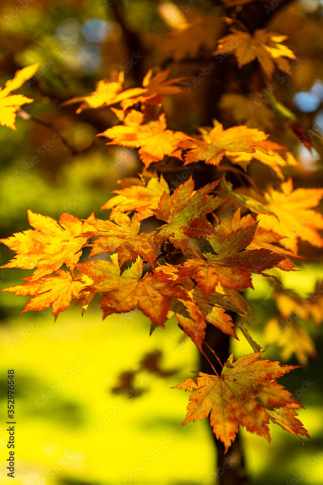 Fall colors Fall colors