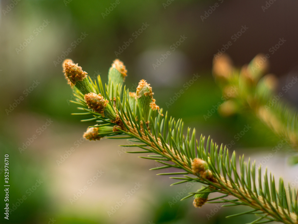 Christmas tree branch with buds on a blurred background Christmas tree branch with buds on a blurred background