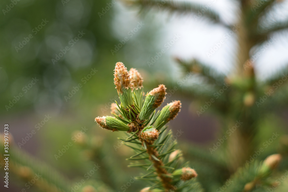 Christmas tree branch with buds on a blurred background Christmas tree branch with buds on a blurred background