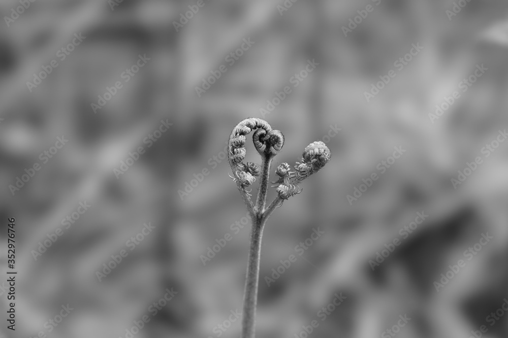 fern button fern button