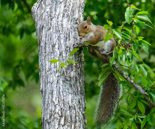 squirrel on tree © Robert