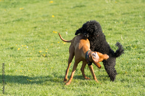 Canvas Print Two dogs play together on a green meadow, one is a poodle and the other is a Hun