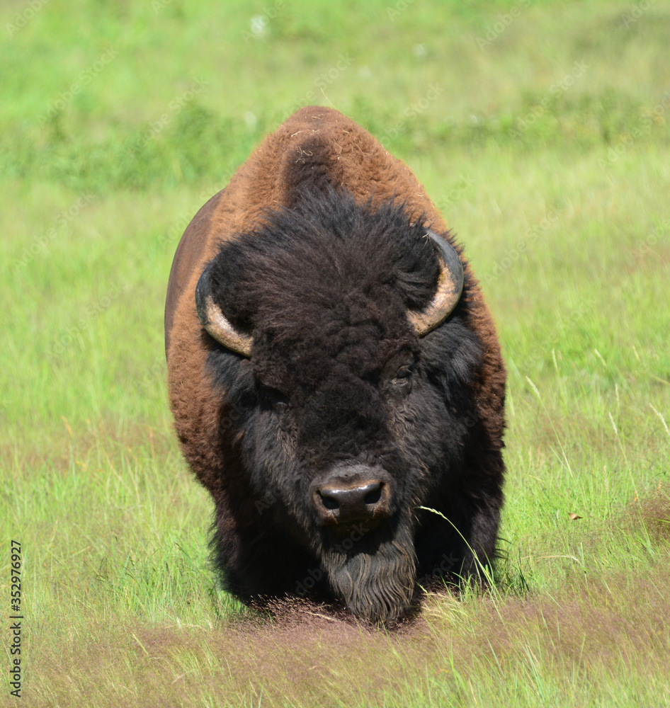 close up of full frontal view of an american bison bull in the grasslands of custer state park in the black hills of south dakota 