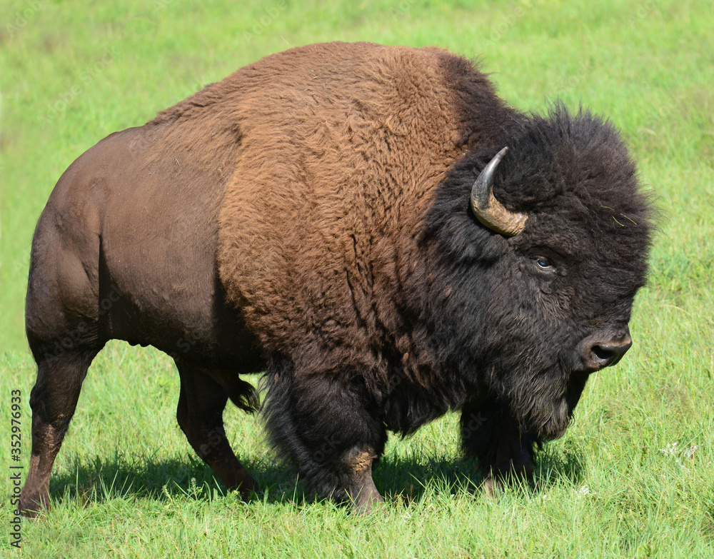 close up of a magnificent american bison in summer in custer state park, south dakota close up of a magnificent american bison in summer in custer state park, south dakota