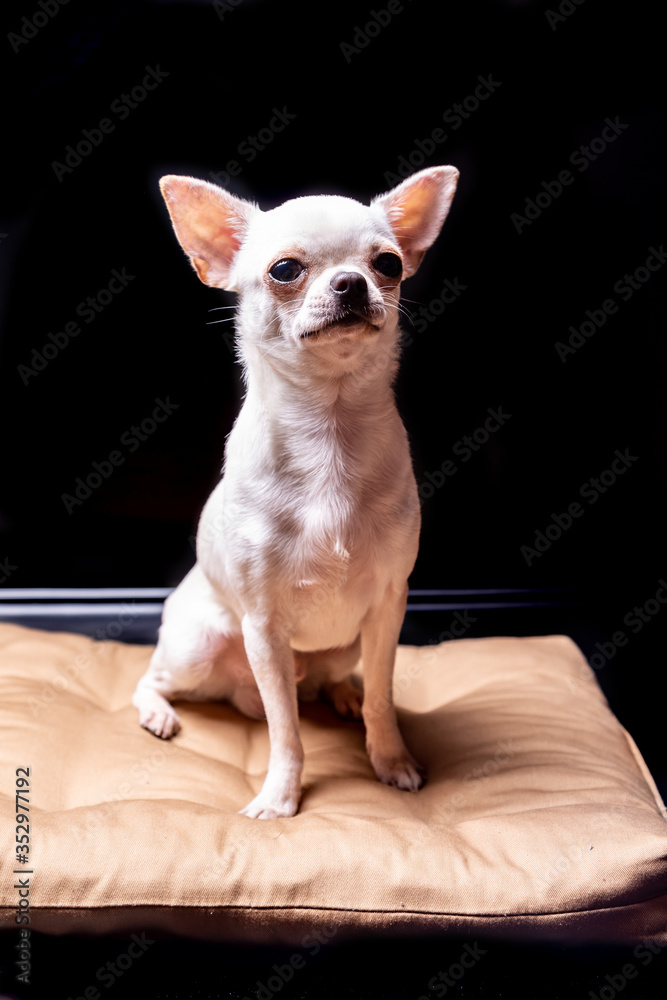 Cream chihuahua dog sitting on a beige pillow with a careful look on a black background. Vertical orientation.