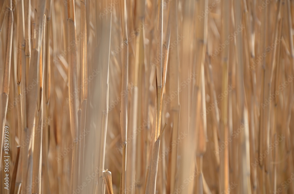 Fototapeta premium trockenes Schilf