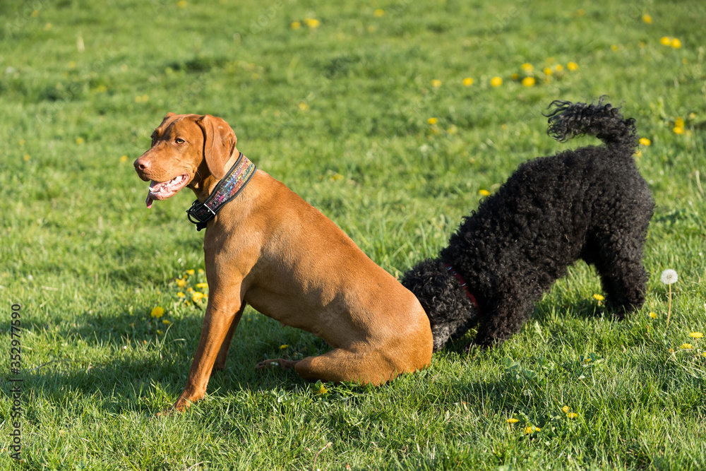 Rest after long running and playing in the green meadow of two dogs - poodle and Hungarian pointer.