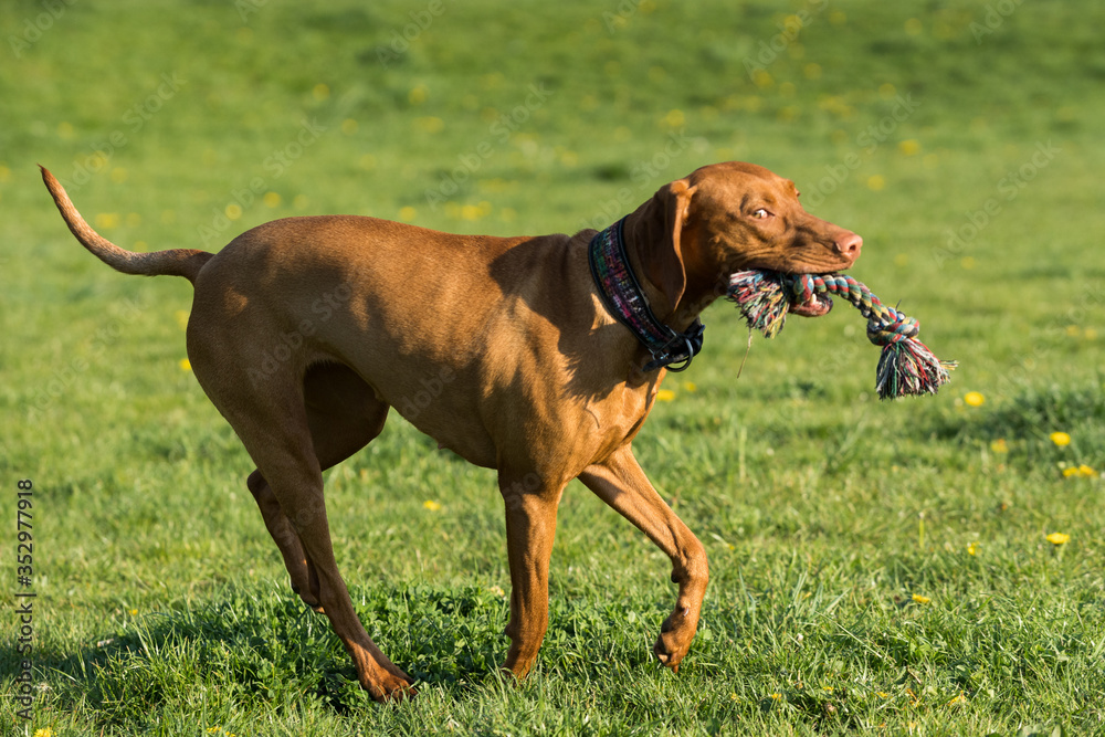 The Hungarian pointer is wonderfully retrieving retrieves during the afternoon sunny training. The Hungarian pointer is wonderfully retrieving retrieves during the afternoon sunny training.