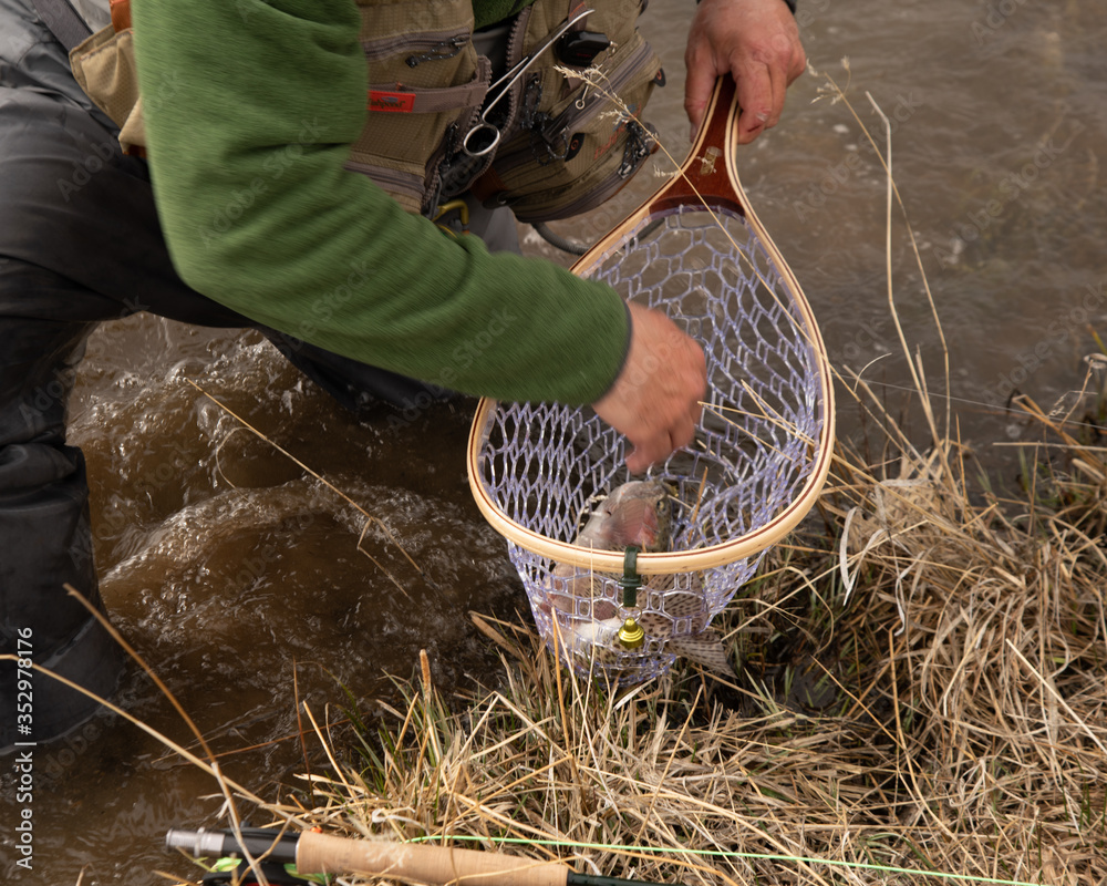 Obraz premium A man out fly fishing on a western trout stream.