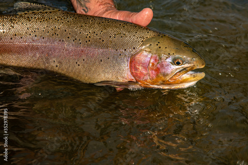 Fototapeta Naklejka Na Ścianę i Meble -  Rainbow trout release back into the wild