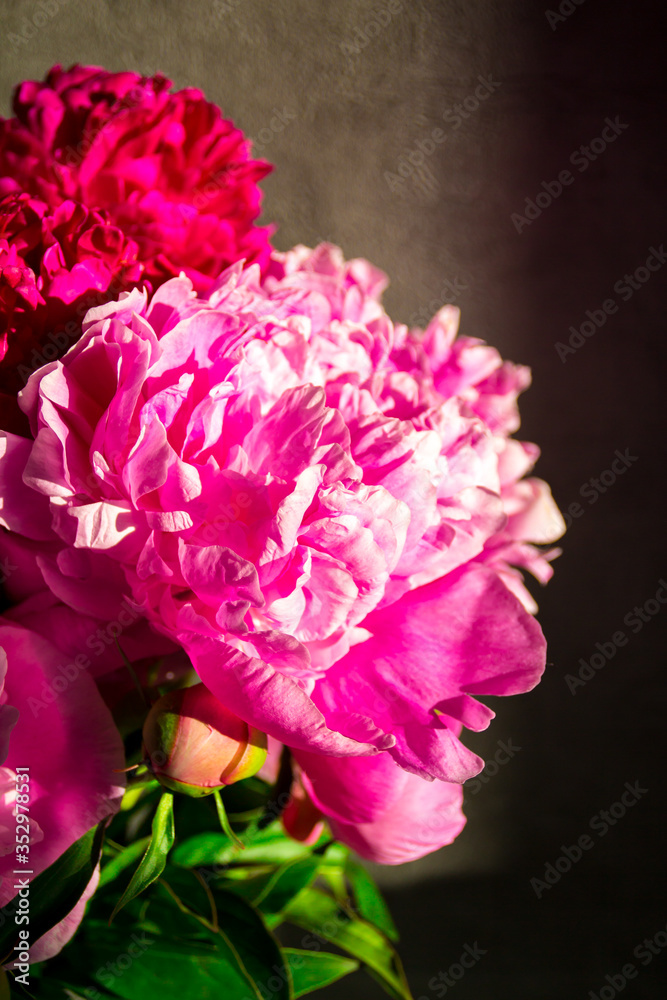 A bouquet of flowers of red pink peonies at dark background. Vertical. Front view. Close up. Background.