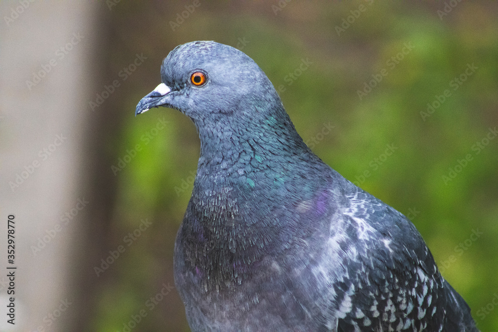 close up of a pigeon