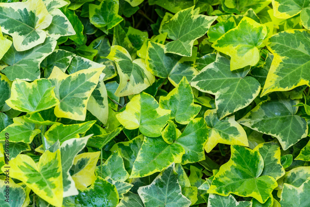 Green ivy Hedera Helix Goldchild carpet. Original close-up texture of ...