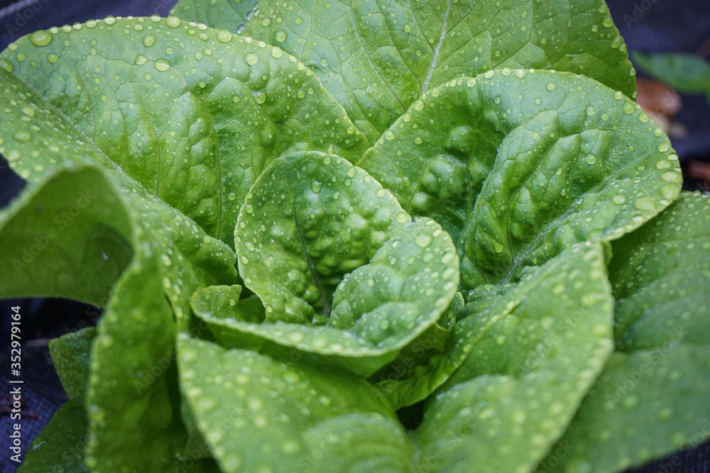 Buttercrunch Lettuce Buttercrunch Lettuce