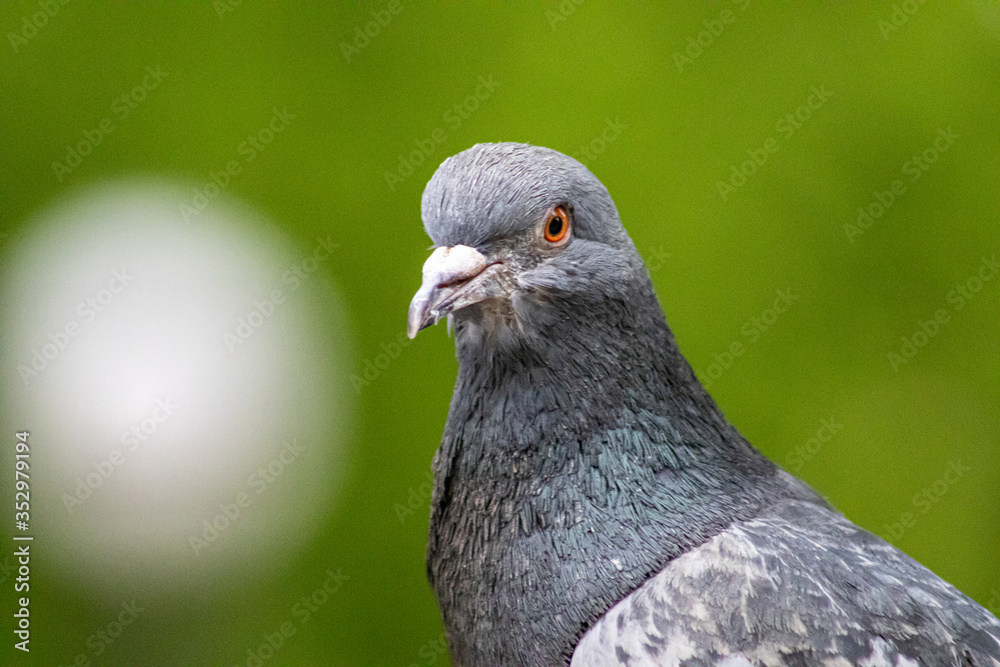 Fototapeta premium close up of a pigeon