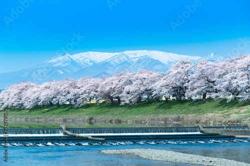 日本 早朝で青空の白石川堤一目千本桜