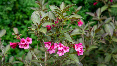 Weigela florida Nana Purpurea blooming in oriental garden. Small bush of Weigela with purple leaves and pink flowers on blurry boxwood background. Flower landscape nature wallpaper, selective focus
