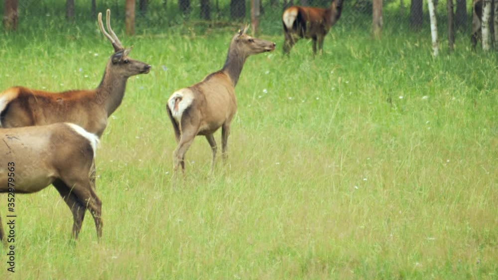 Deer feeding searching food in grass graze on green field at the park. Wild Deer is Walking in Bio, Beautiful Deers is in Lovely Moment Tourist attraction Cute deers on green natural Deer feeding searching food in grass graze on green field at the park. Wild Deer is Walking in Bio, Beautiful Deers is in Lovely Moment Tourist attraction Cute deers on green natural