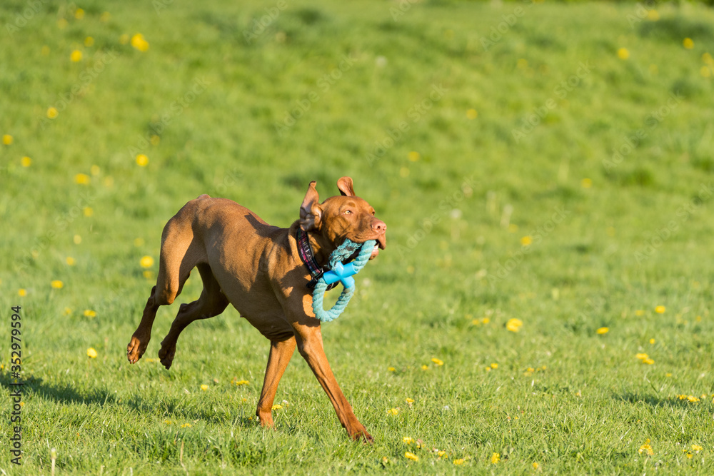 The Hungarian pointer is wonderfully retrieving retrieves during the afternoon sunny training. The Hungarian pointer is wonderfully retrieving retrieves during the afternoon sunny training.