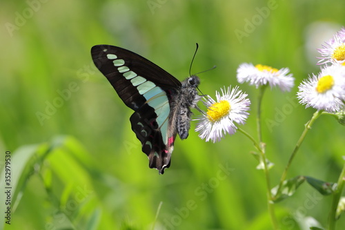 ハルジオンの花の蜜を吸うアオスジアゲハ photo