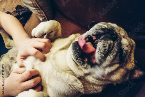 lachender mops
