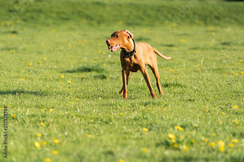 The Hungarian pointer stands and waits for command. In the distance stands a brown bitch with short hair.