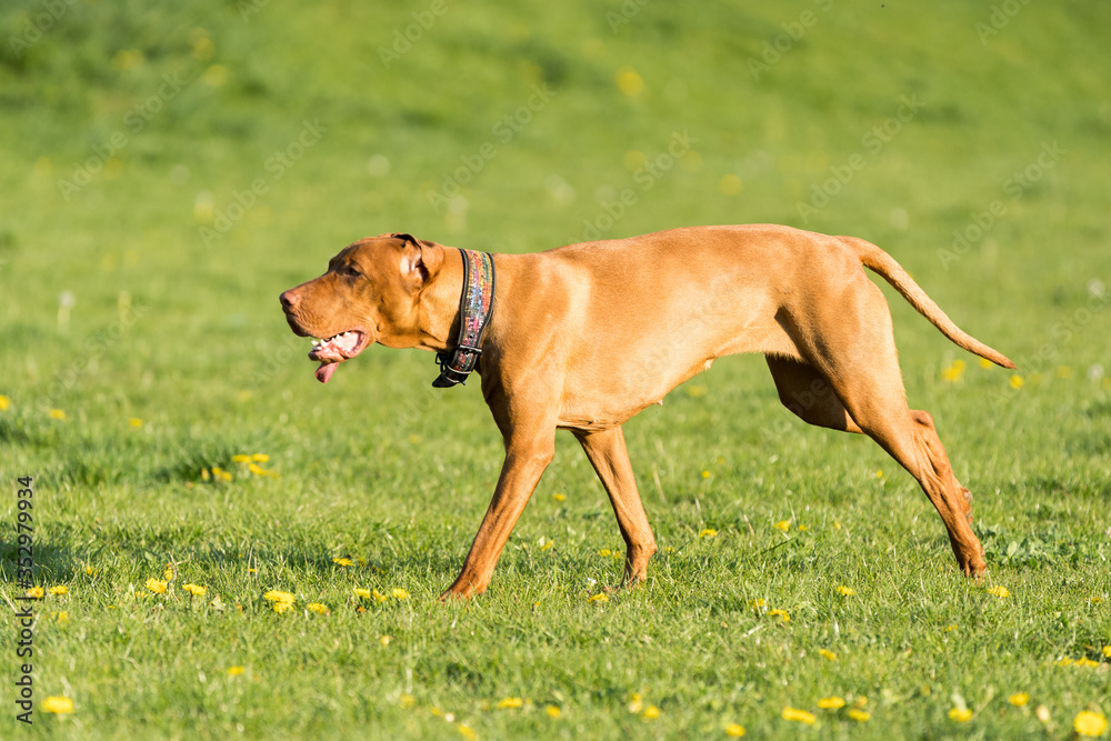 Hungarian Pointer is a thoroughbred bitch. Light brown and fairly short coat. Hungarian Pointer is a thoroughbred bitch. Light brown and fairly short coat.